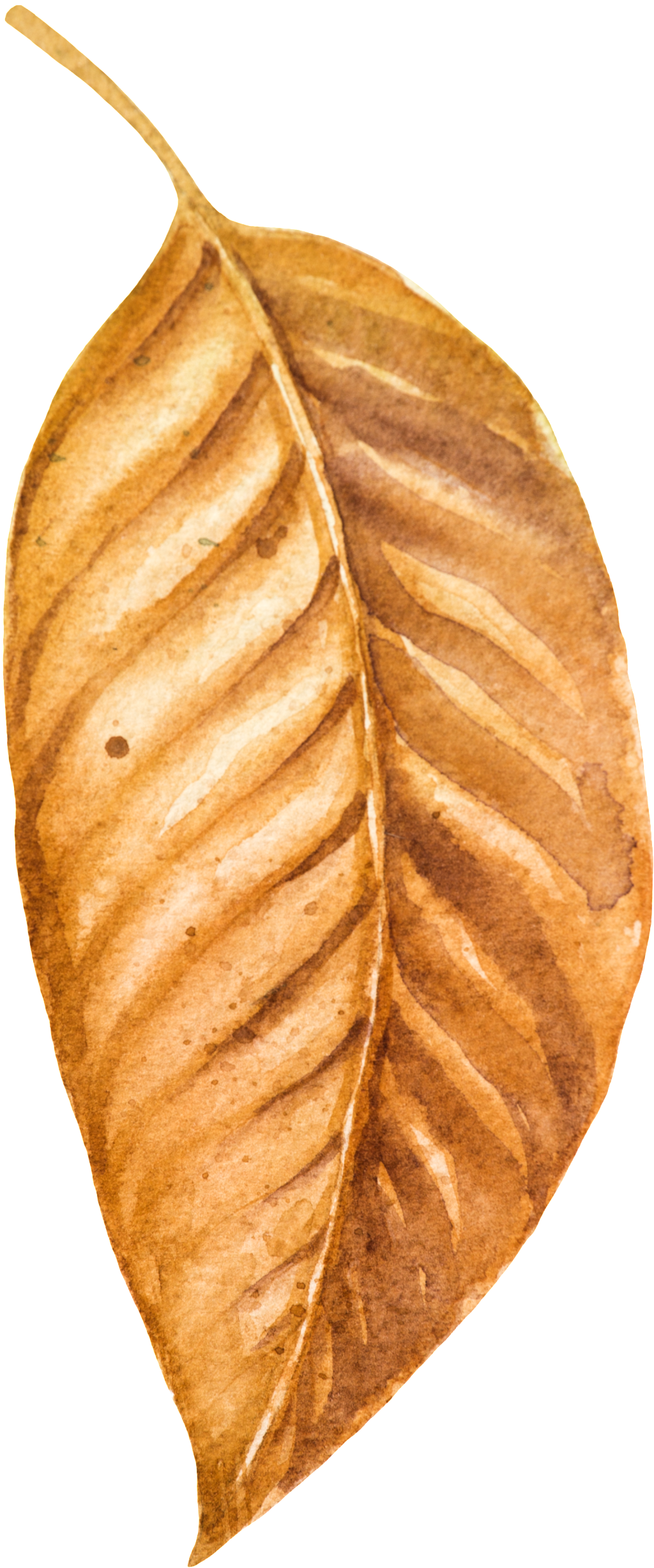 Vector Autumn Leaf PNG Clipart