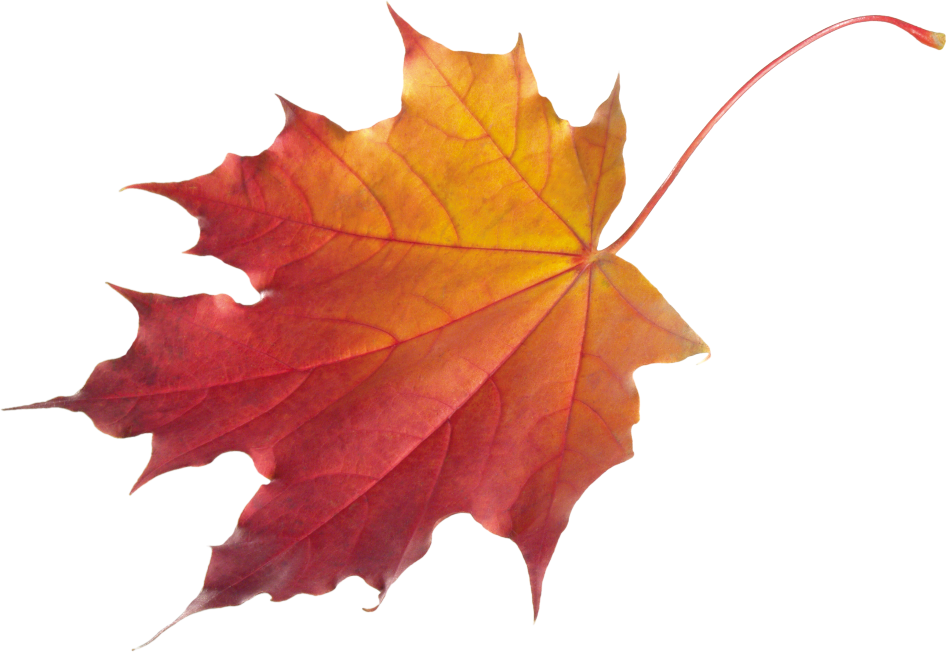 Vector Autumn Leaf PNG File