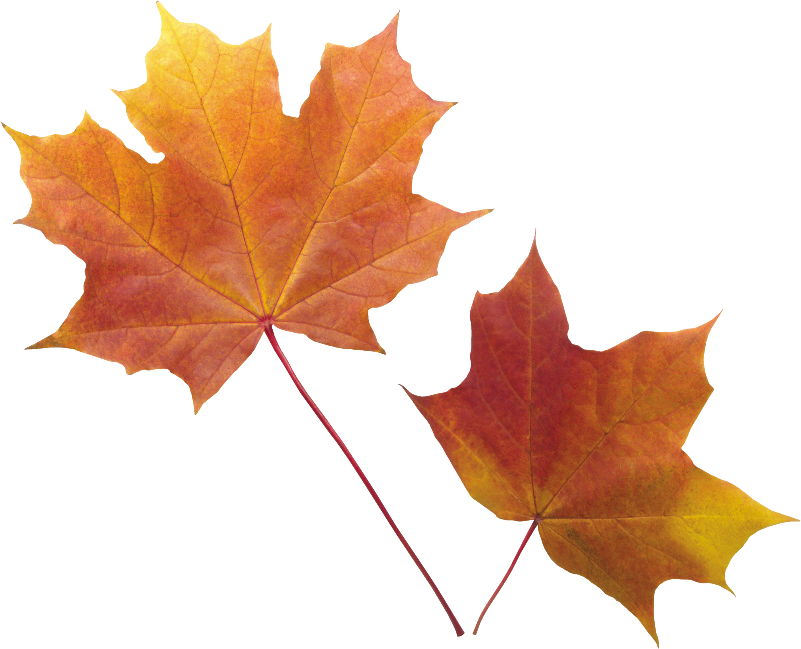 Vector Autumn Leaf PNG Free Download