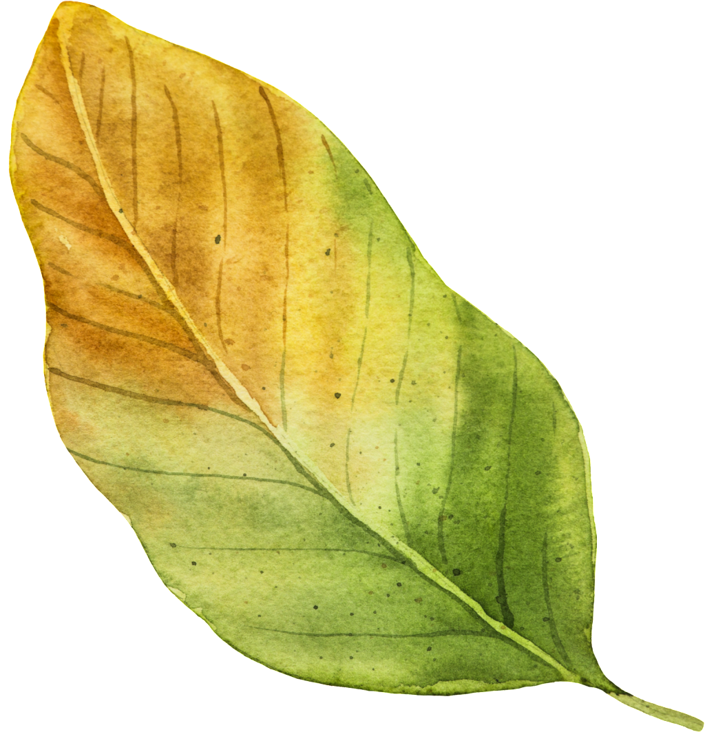 Vector Autumn Leaf PNG Image