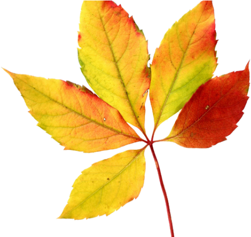Vector Autumn Leaf PNG Picture