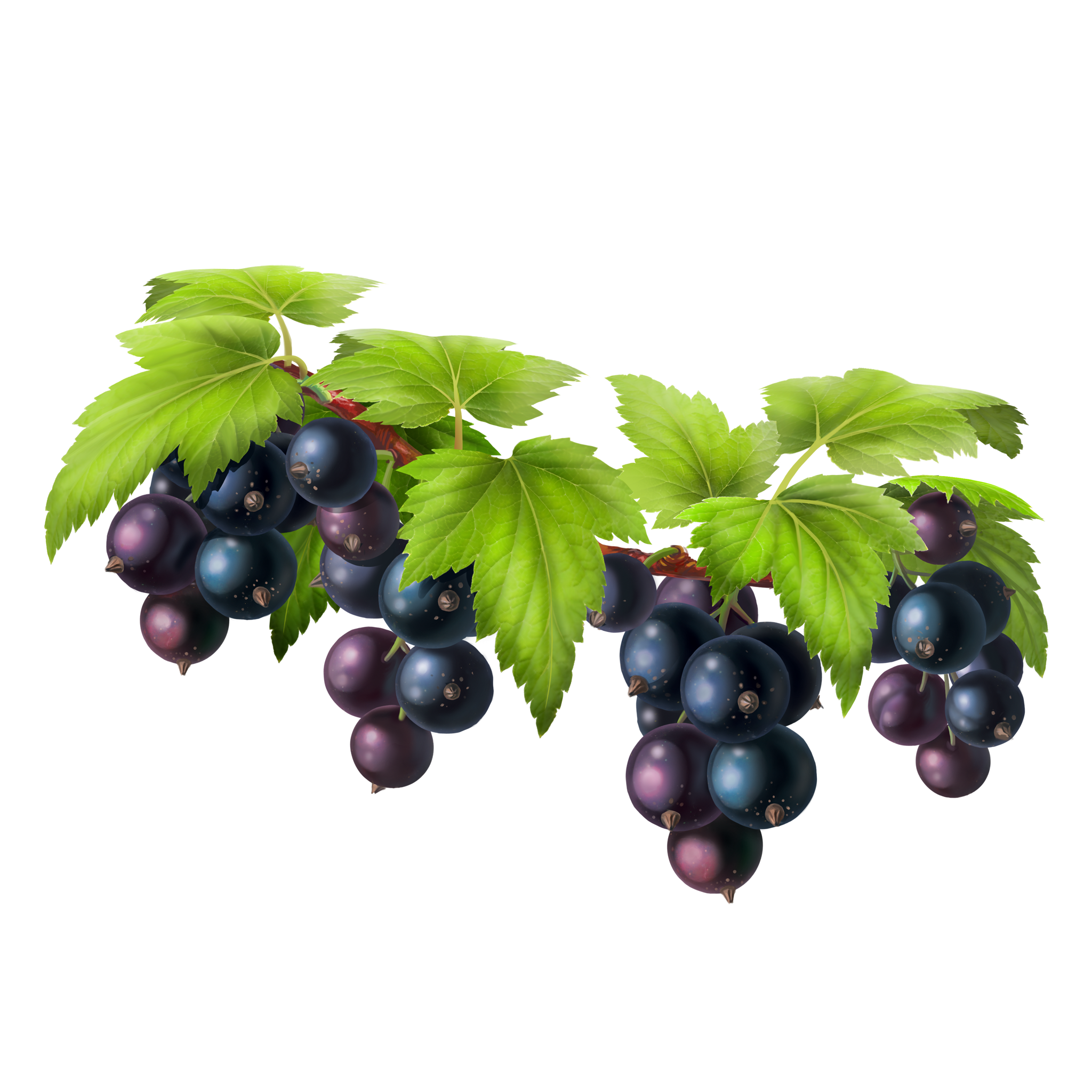 Vector Black Grapes Bunch PNG
