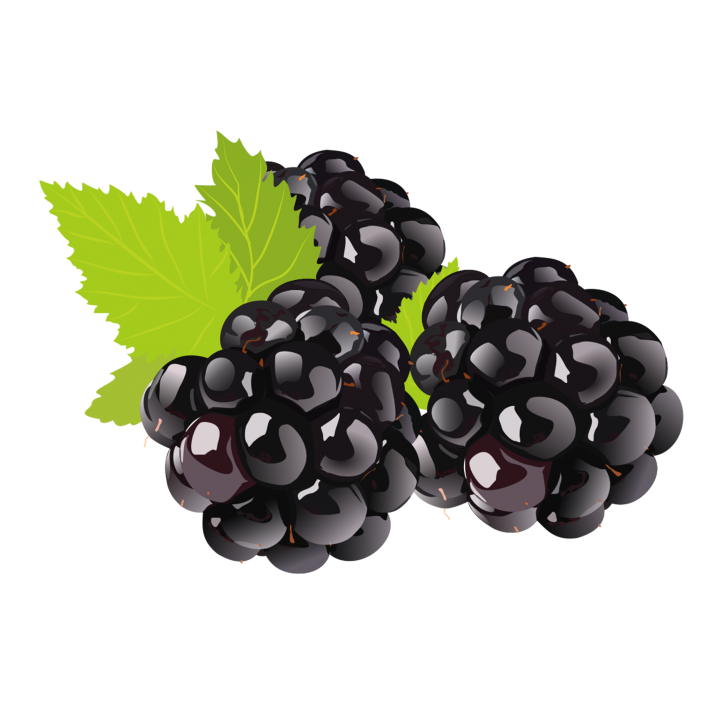 Vector zwarte druiven PNG