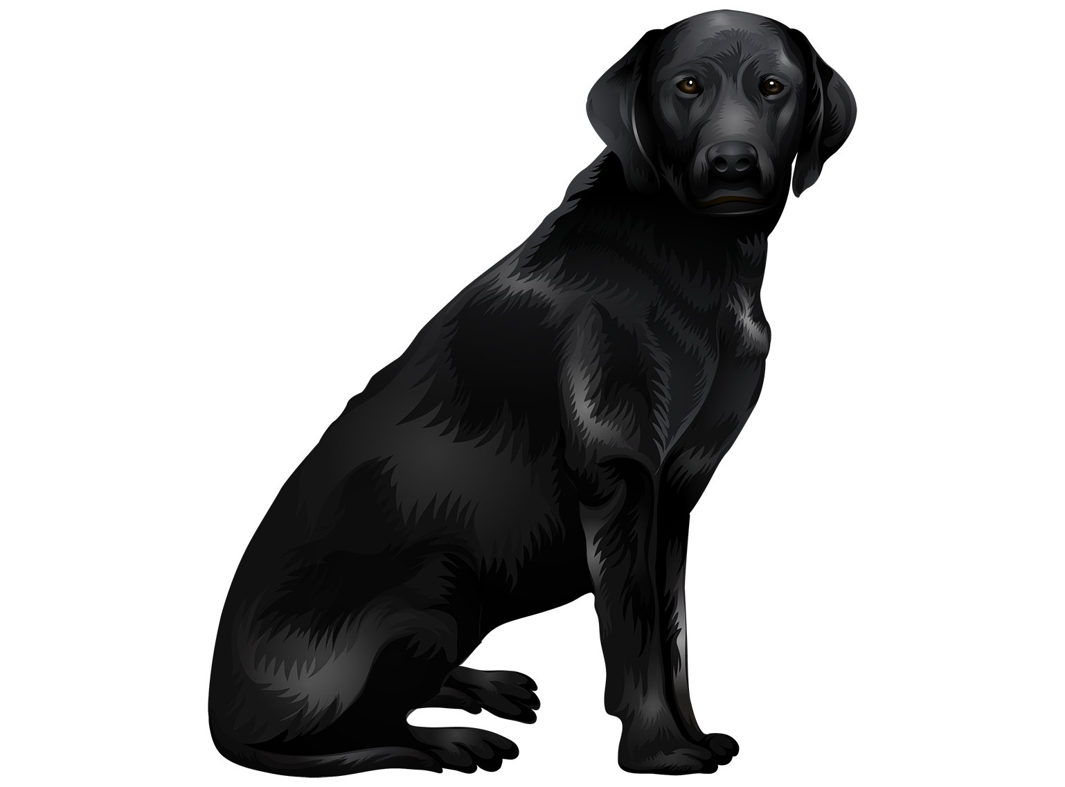 Vektor hitam labrador dog Transparan PNG