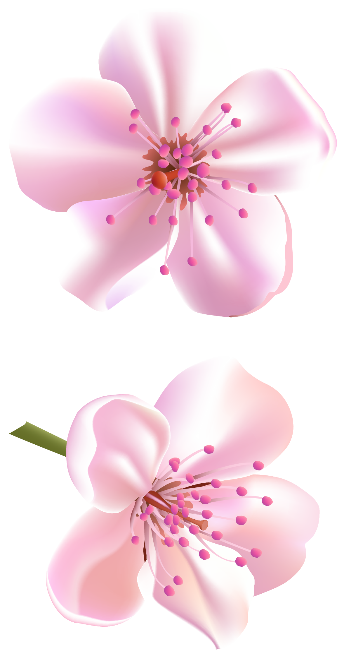 ดอกเวกเตอร์ดอกไม้โปร่งใส PNG
