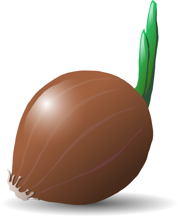 Vector Brown Onion PNG Photos