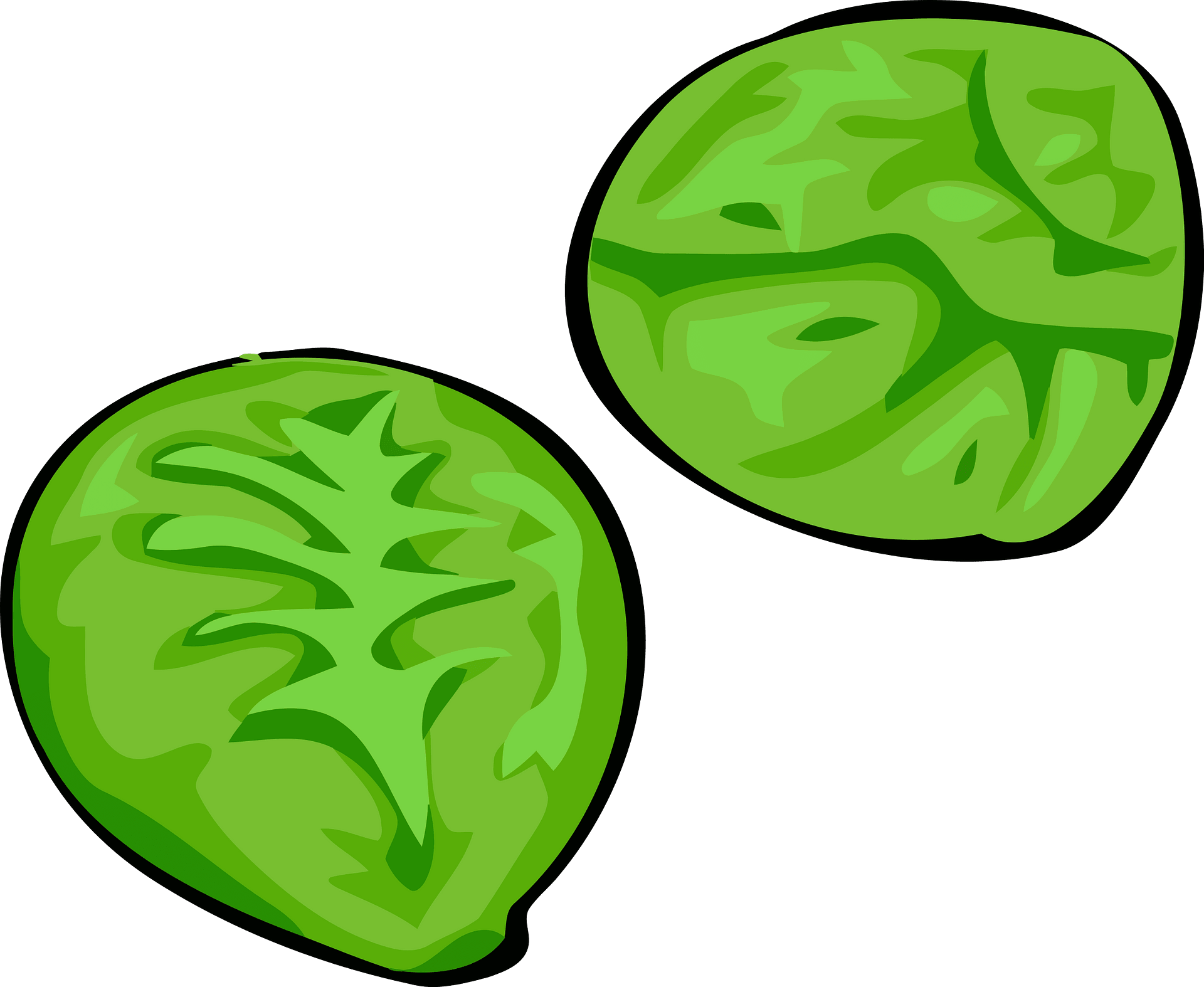 Vector Brussels Sprouts PNG Image