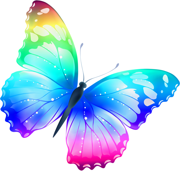 Vector Butterfly PNG Photos