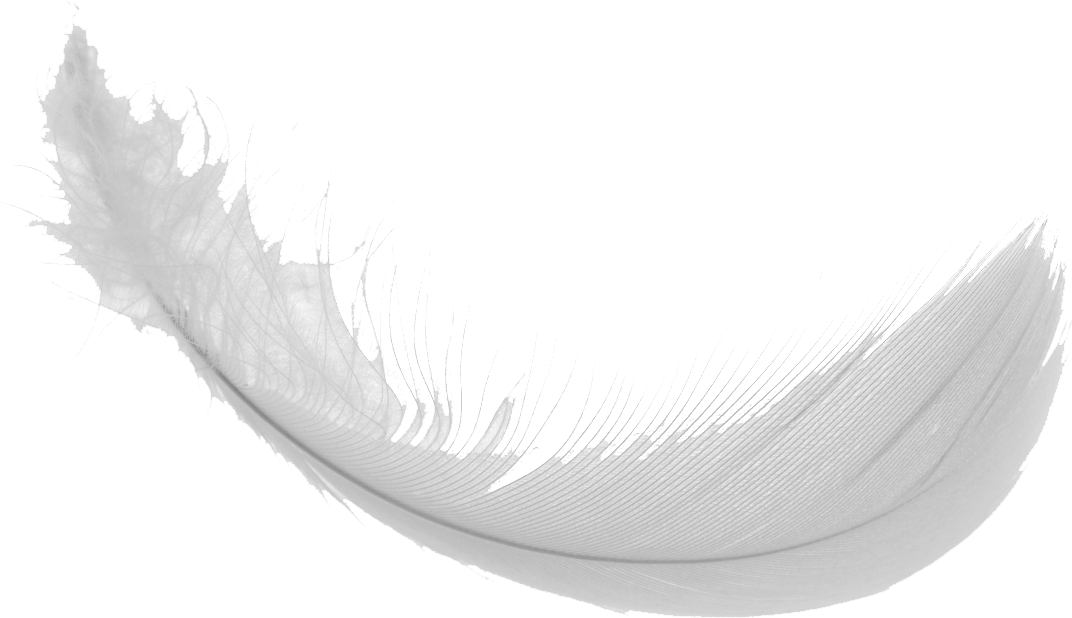 Vector Feather PNG Clipart