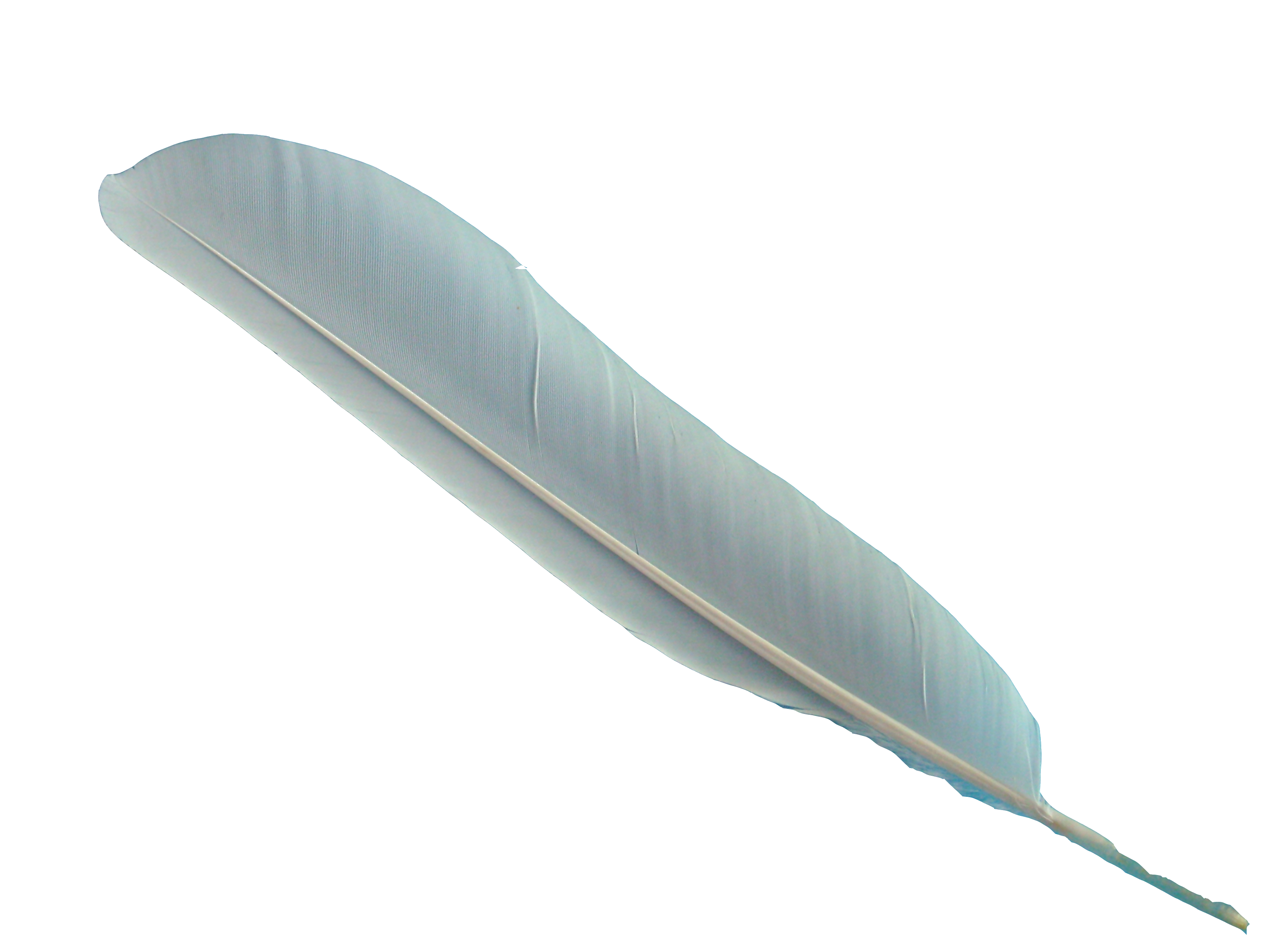 Vector Feather PNG Arquivo