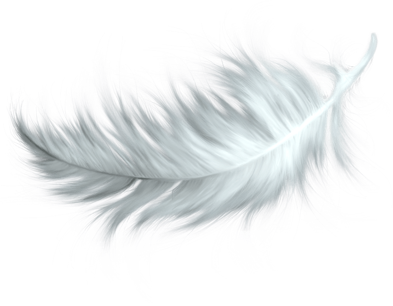 Vector Feather PNG Pic