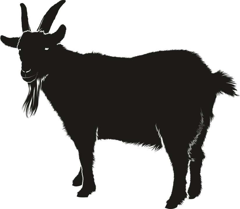 Vecteur chèvre noir PNG