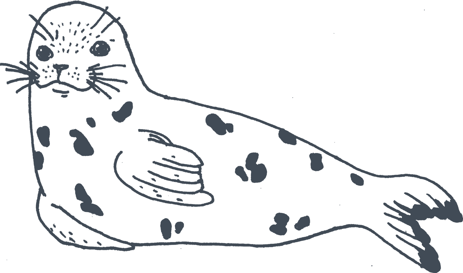 Vector Harbor Seal PNG Clipart