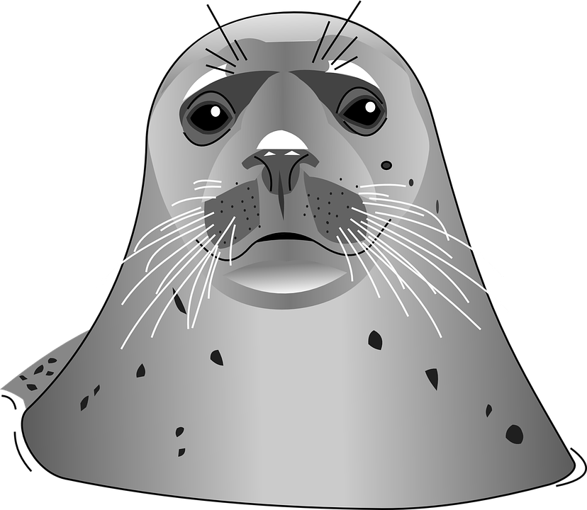 Vector Harbor Seal PNG Transparent Image