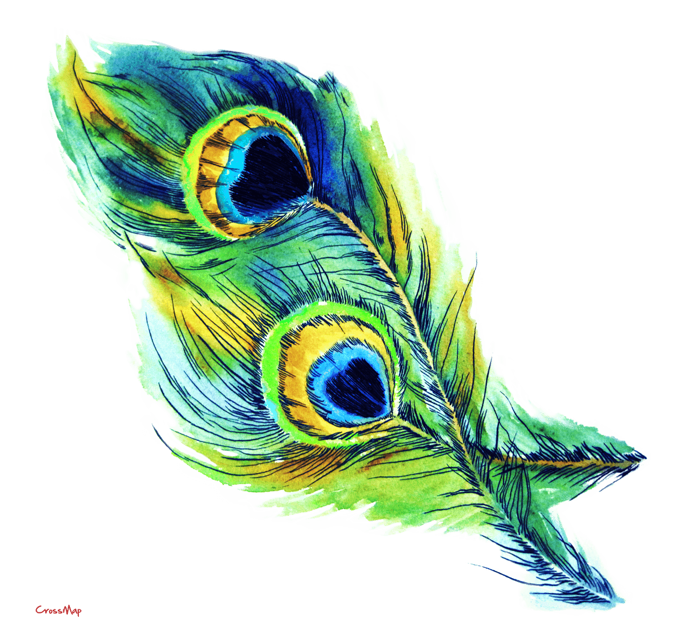 Vector Peacock Feather PNG HD