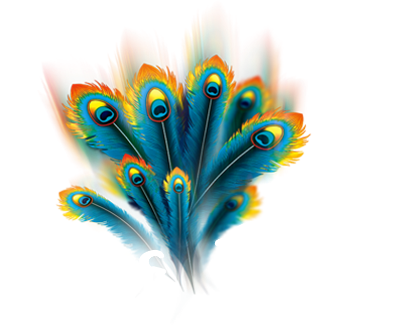 Vector Peacock Feather PNG Image