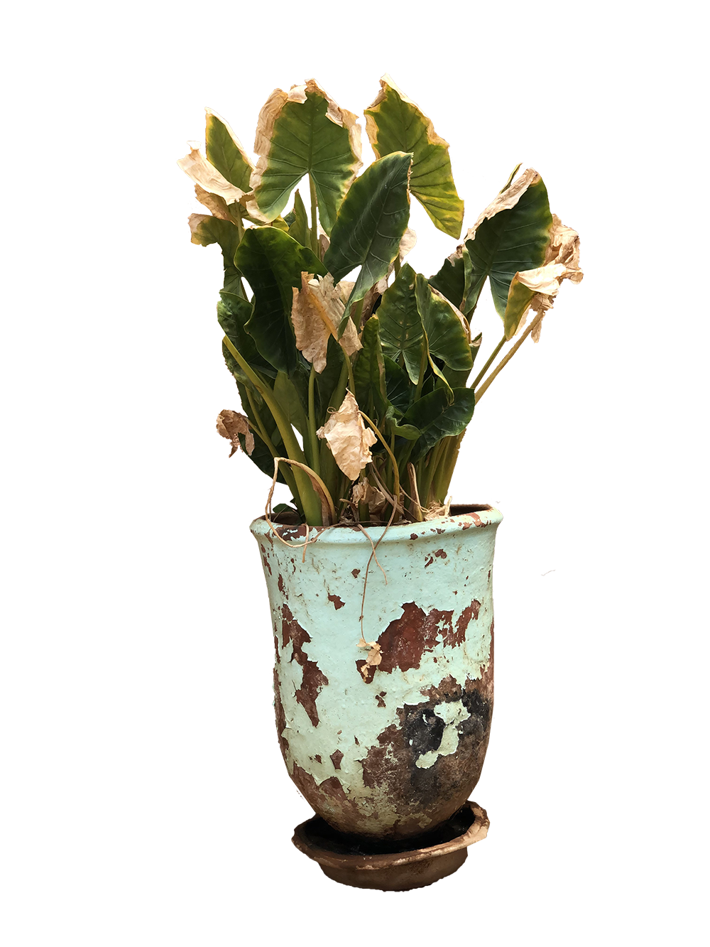 Vintage Flower Pot Transparent PNG
