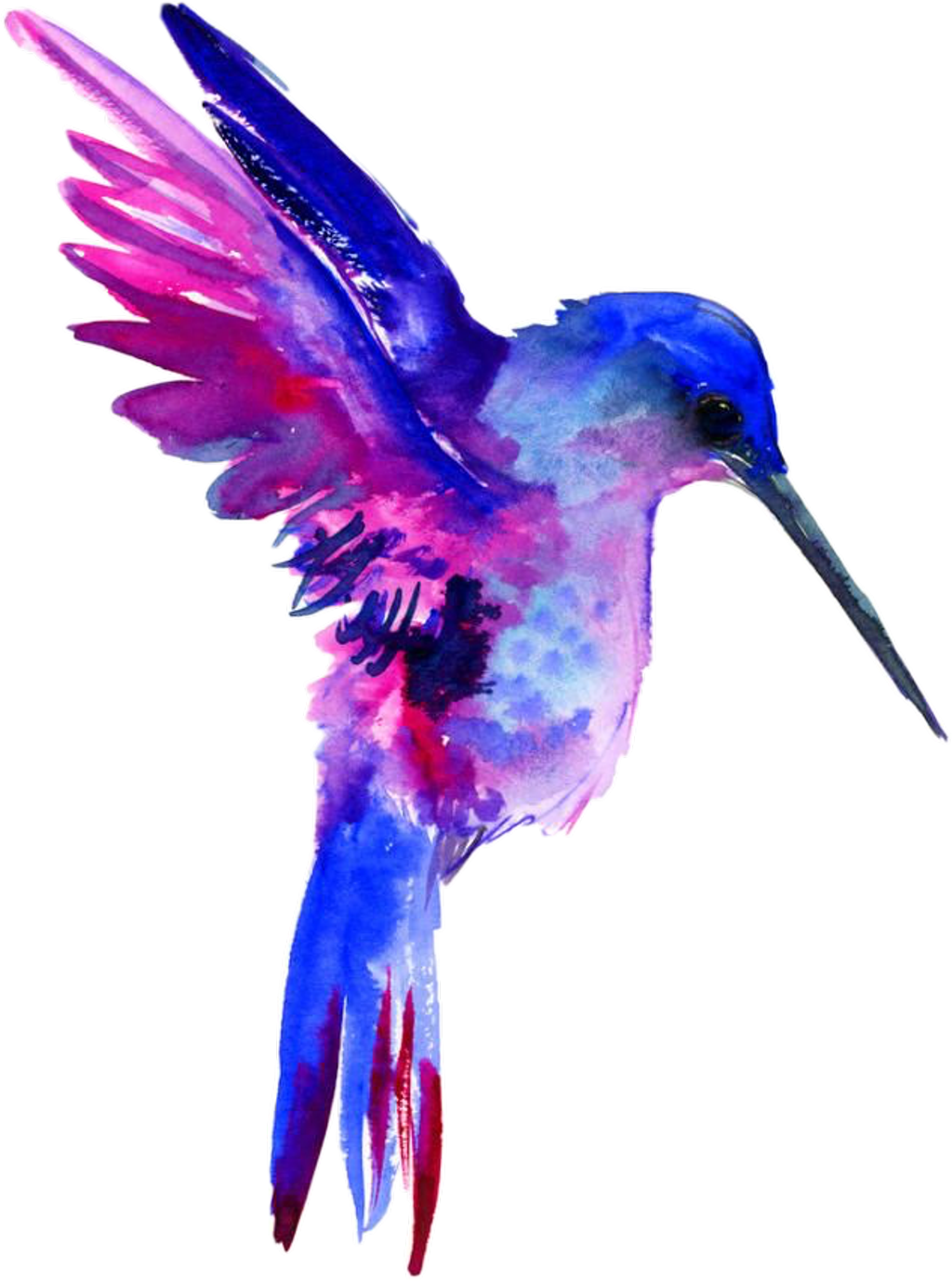 Archivo PNG de colibrí de acuarela