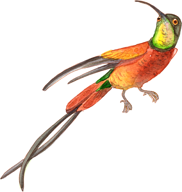 Watercolor Hummingbird PNG Image
