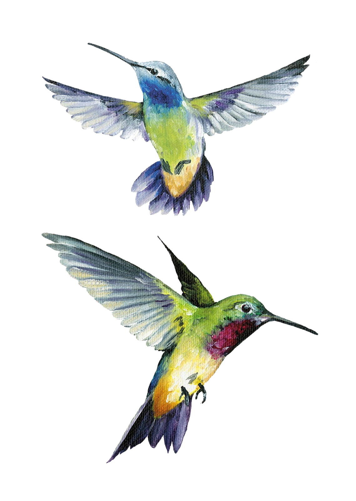 Watercolor Hummingbird PNG Transparent Image