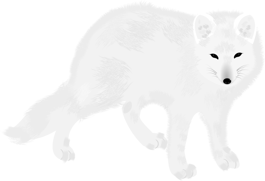 White Arctic Fox Download PNG Image
