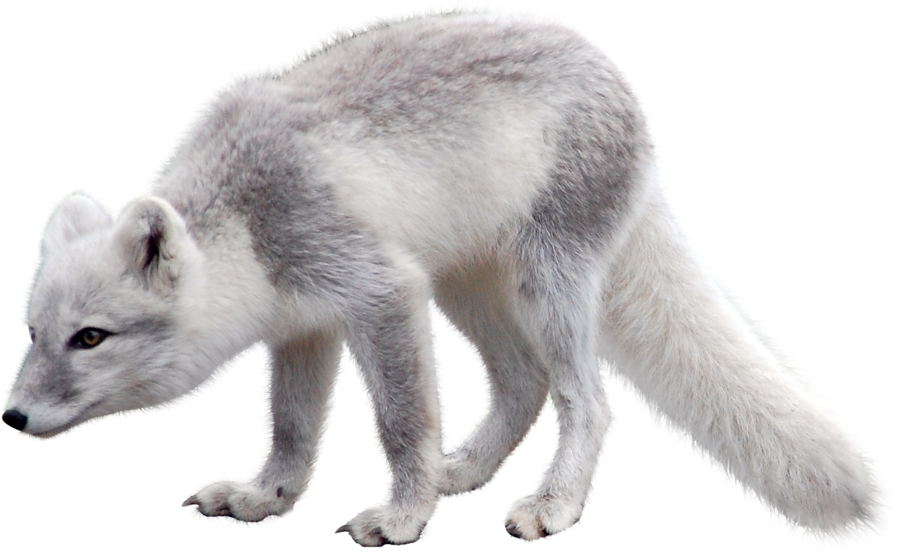 White Arctic Fox PNG Pic