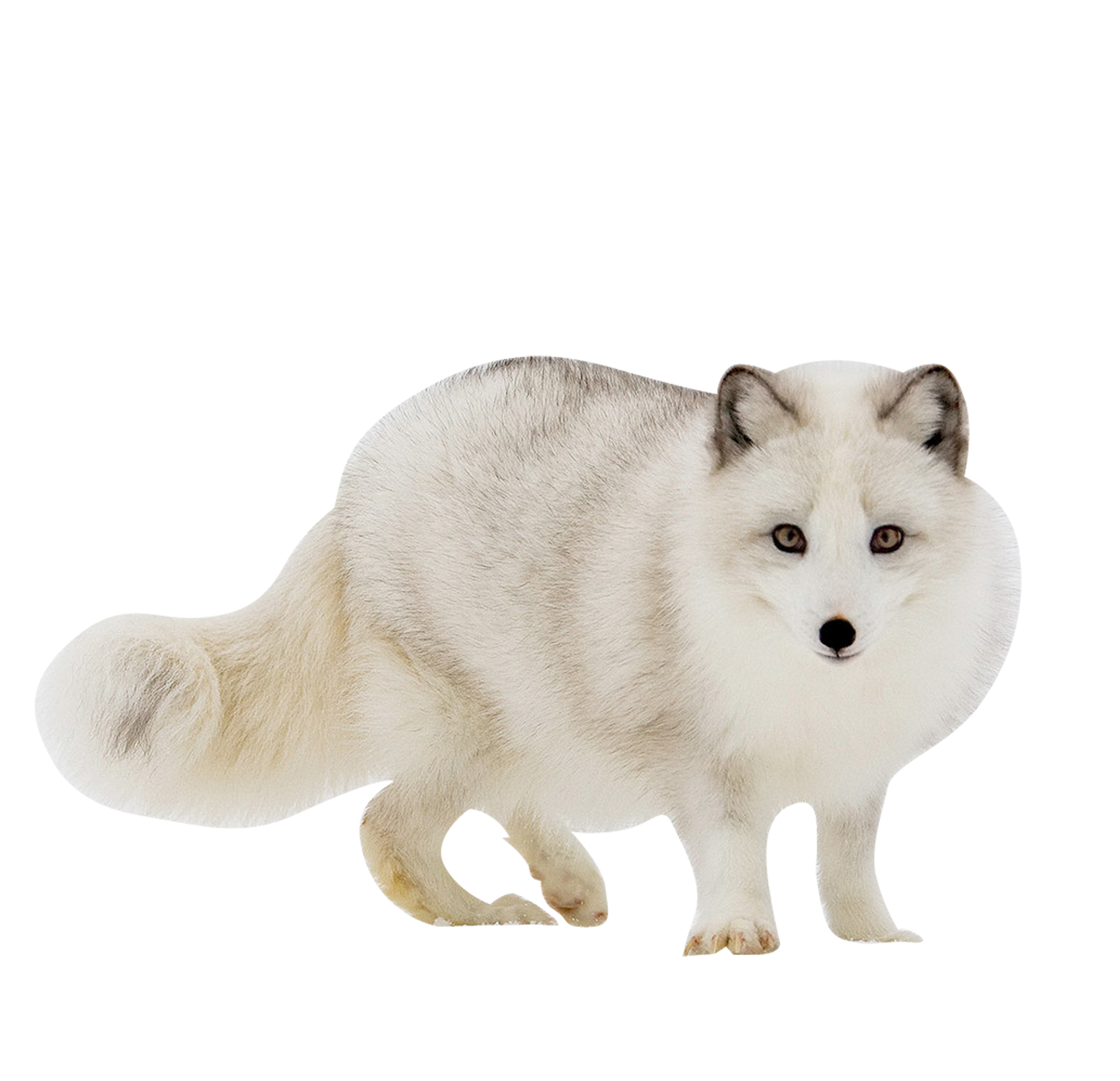 White Arctic Fox Transparent PNG
