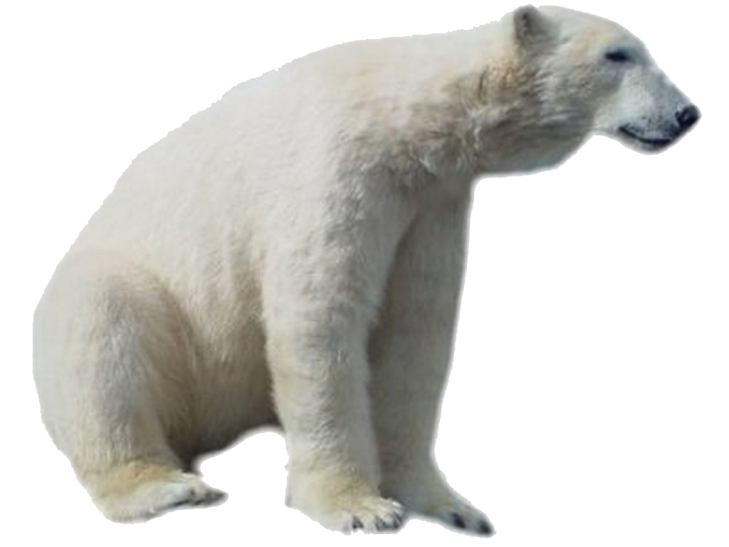 White Bear Transparent PNG