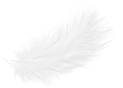 Fond de plumes blanches PNG