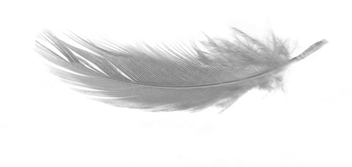 Image darrière-plan PNG de plume blanc