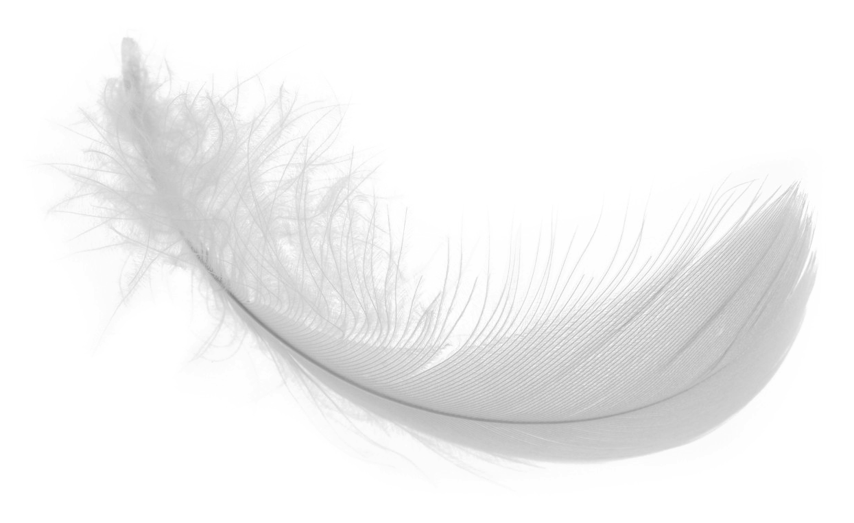 Feather Blanc Clipart PNG