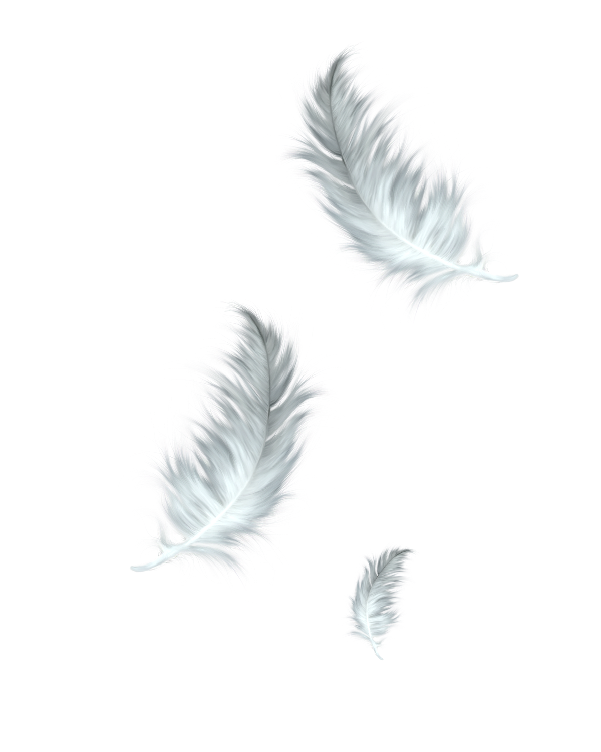 Image de PNG de plume blanche