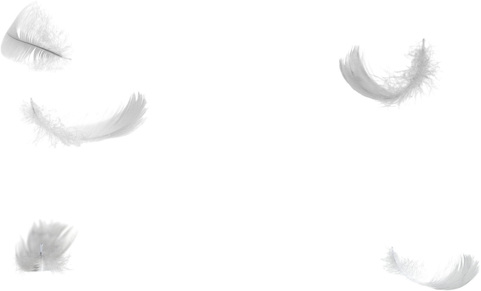 Witte veer PNG Transparante afbeelding