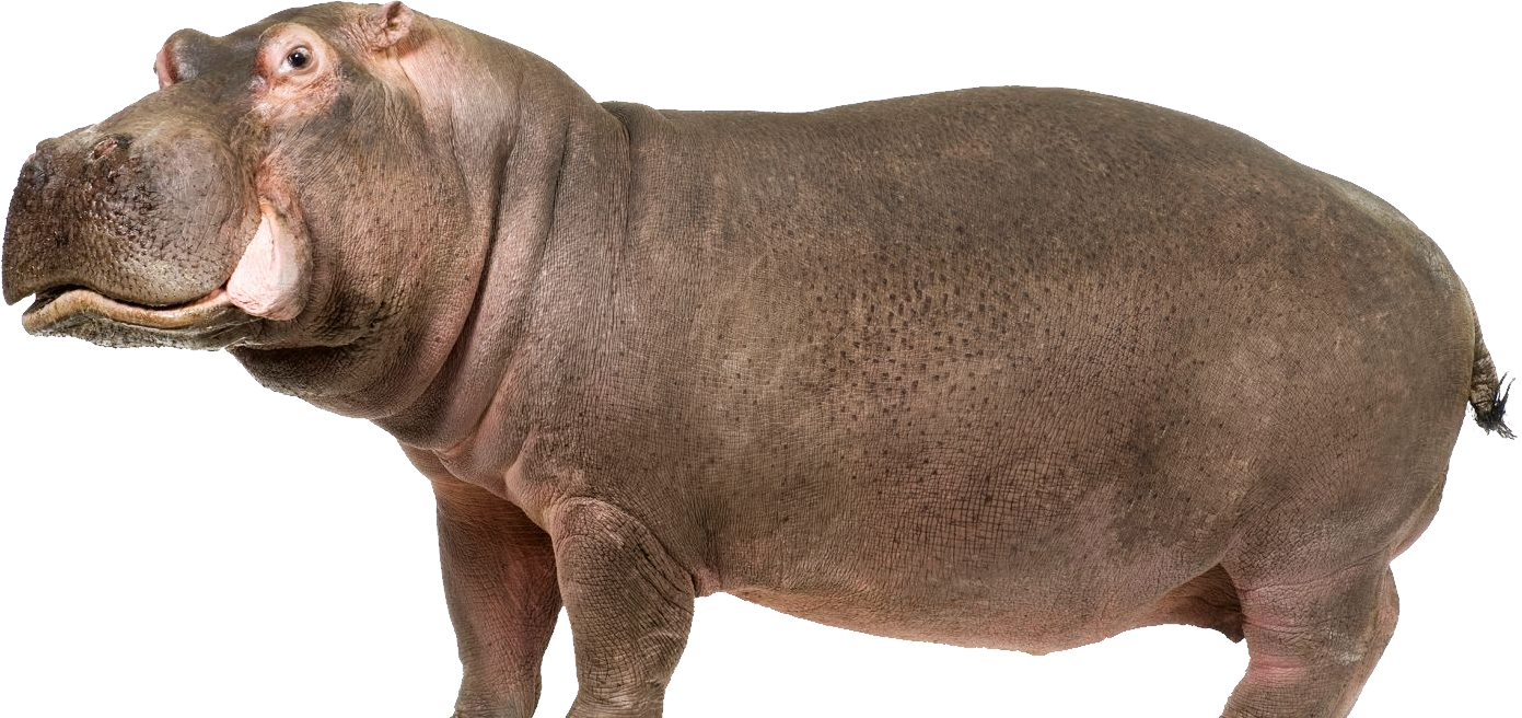 Wild Hippo PNG Clipart