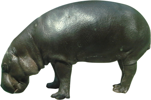 Wild Hippo PNG File