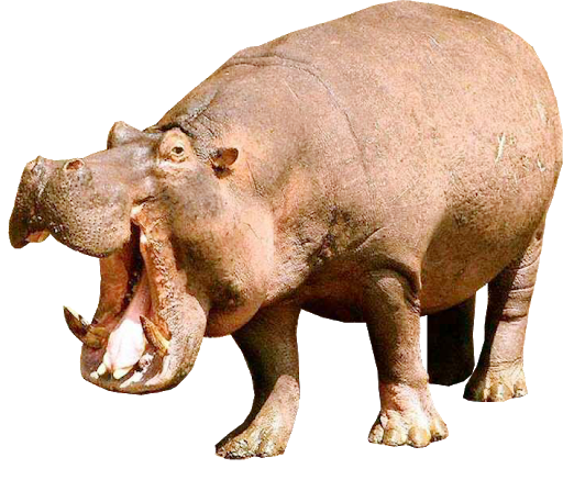 Wild Hippo PNG HD