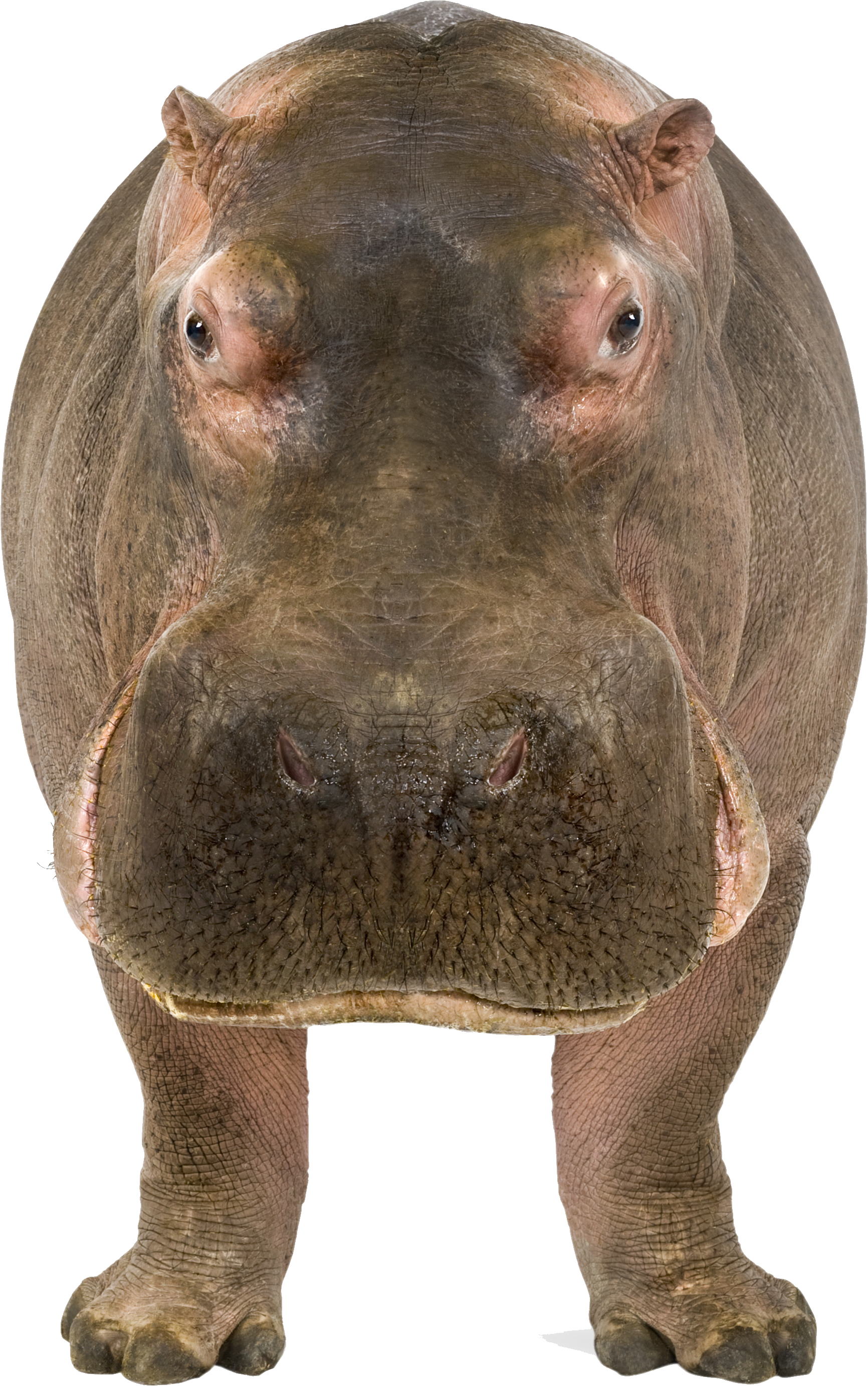 Wildes Hippo-PNG-Bild