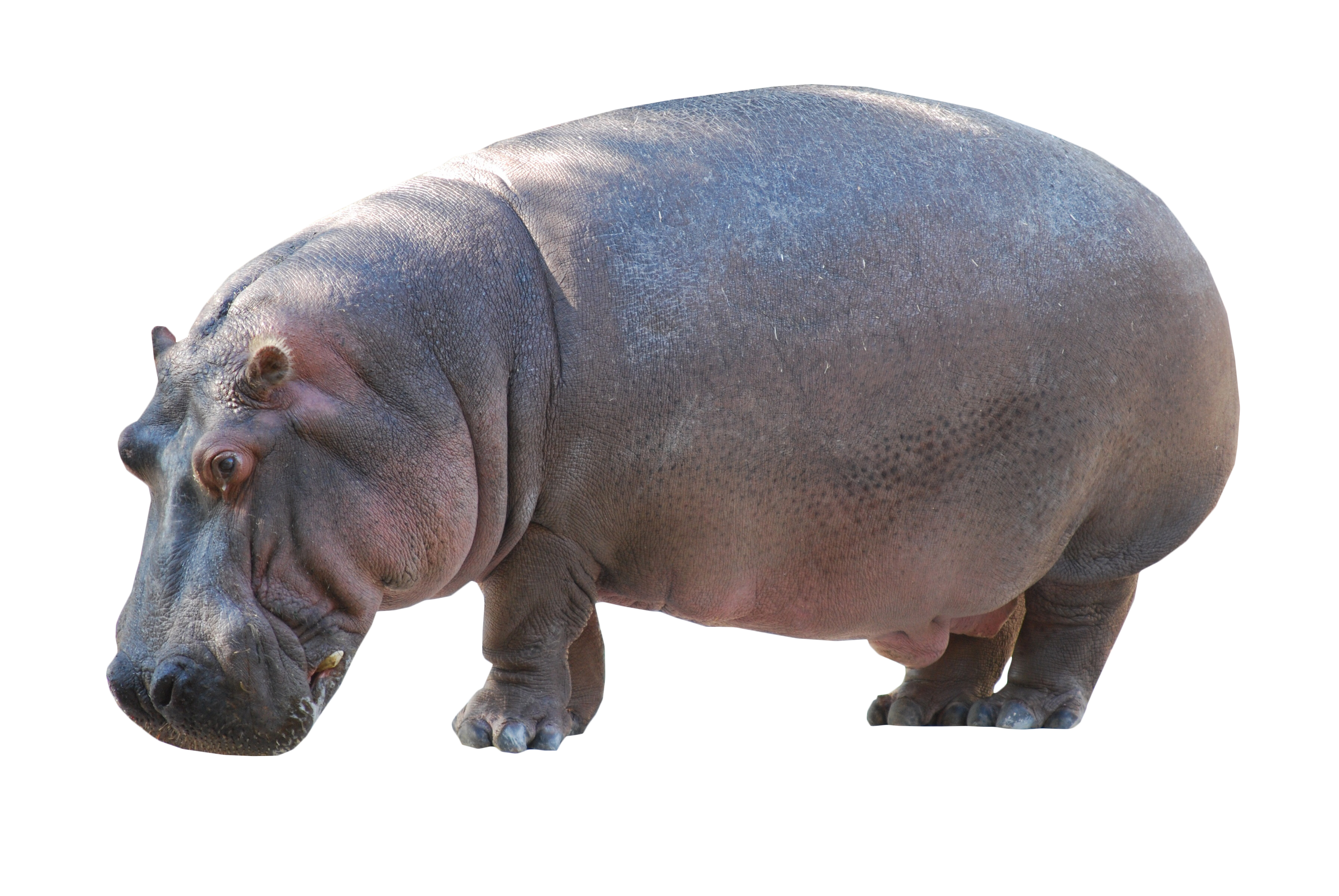 Wild Hippo PNG Pic