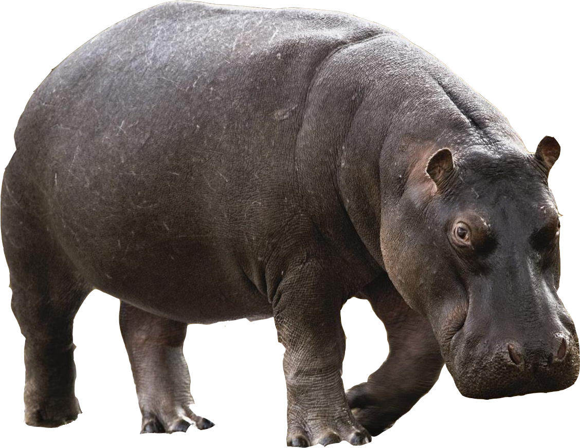 Wild Hippo PNG Transparent Image