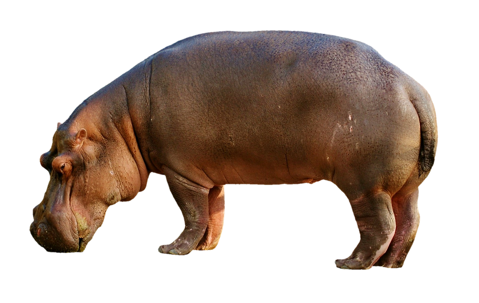 Wild Hippo Transparent Background