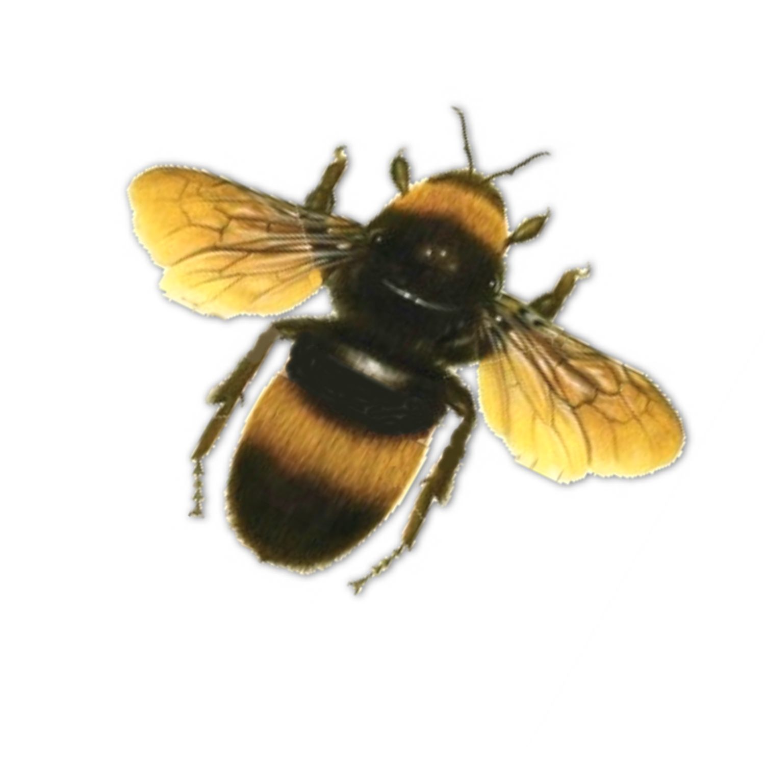 Yellow Honey Bee PNG na Larawan