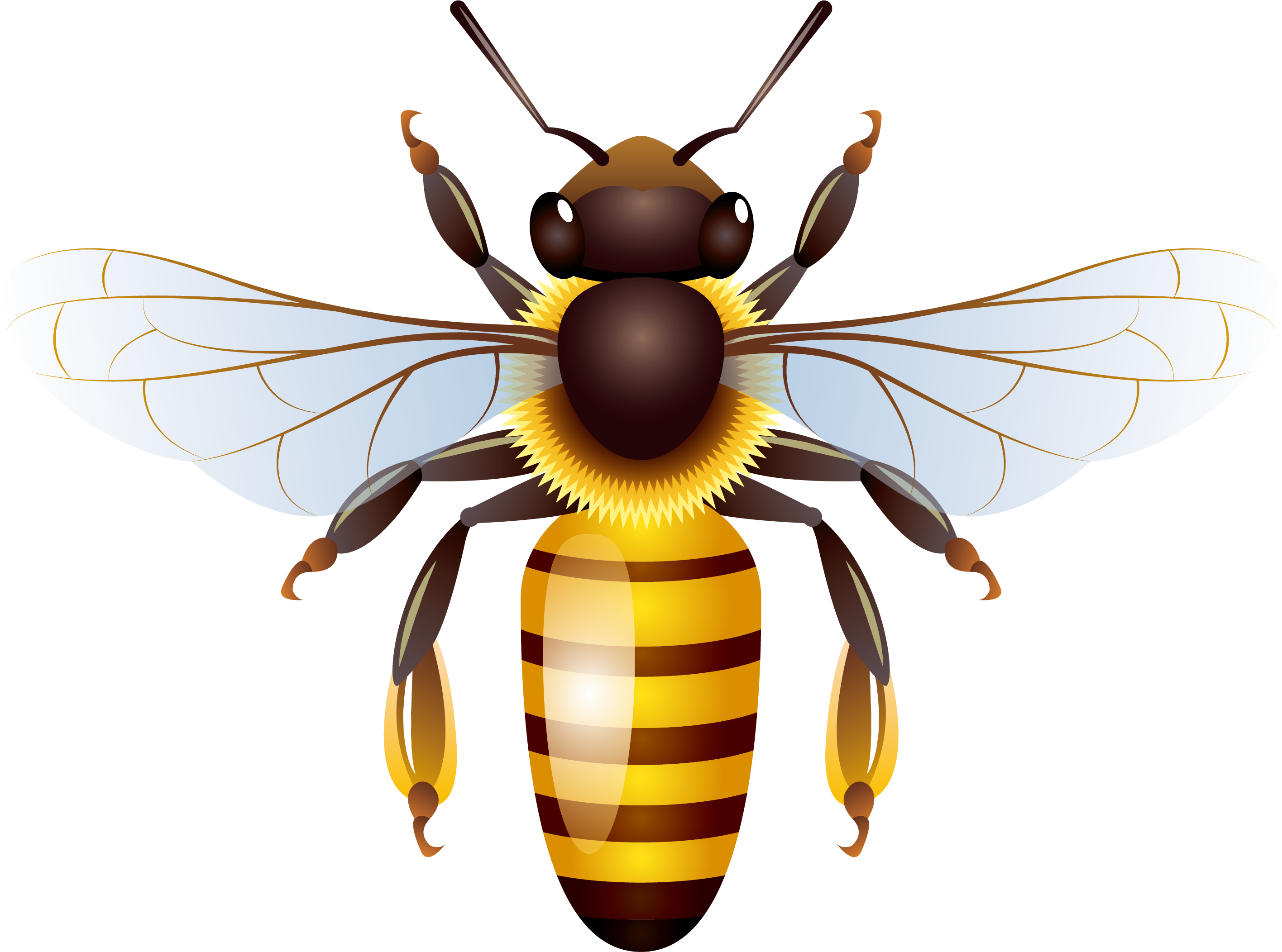 Yellow Honey Bee Vector PNG File