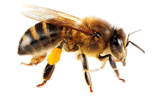 Yellow Honey Bee Vector PNG HD