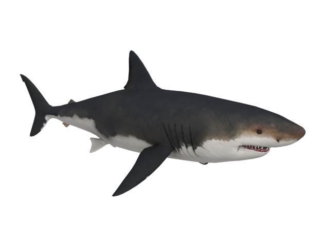 Aquatic Megalodon Shark PNG HD