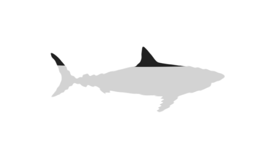 Aquatic Megalodon Shark PNG Photos