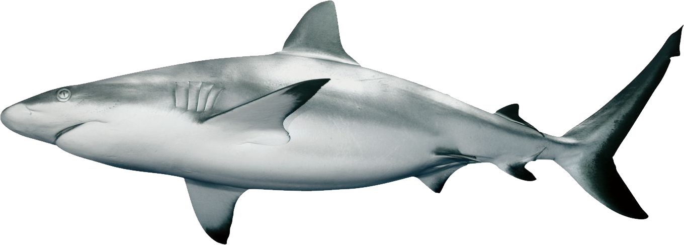 Aquatic Megalodon Shark PNG Transparent Image