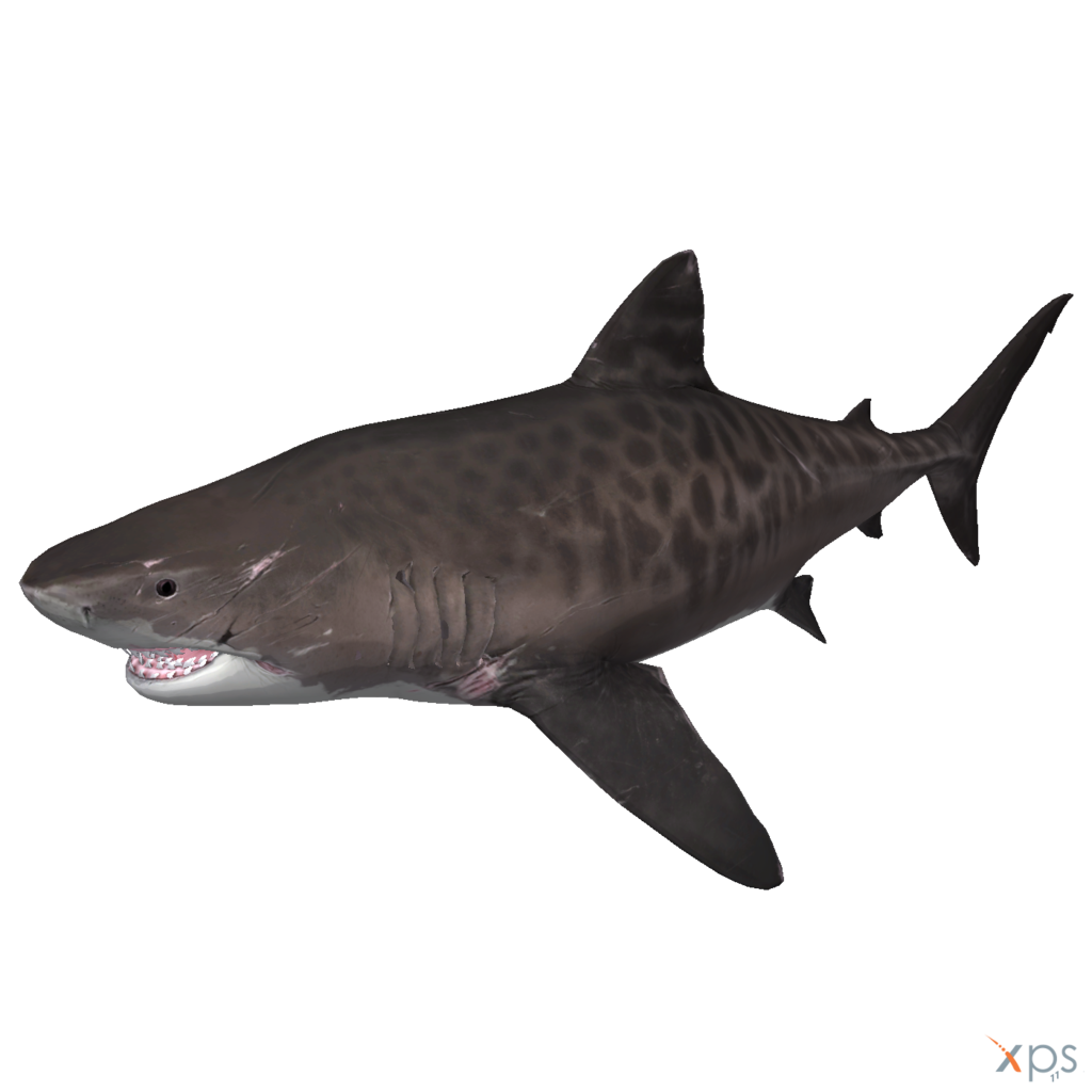 Aquatic Megalodon Shark Transparent Background