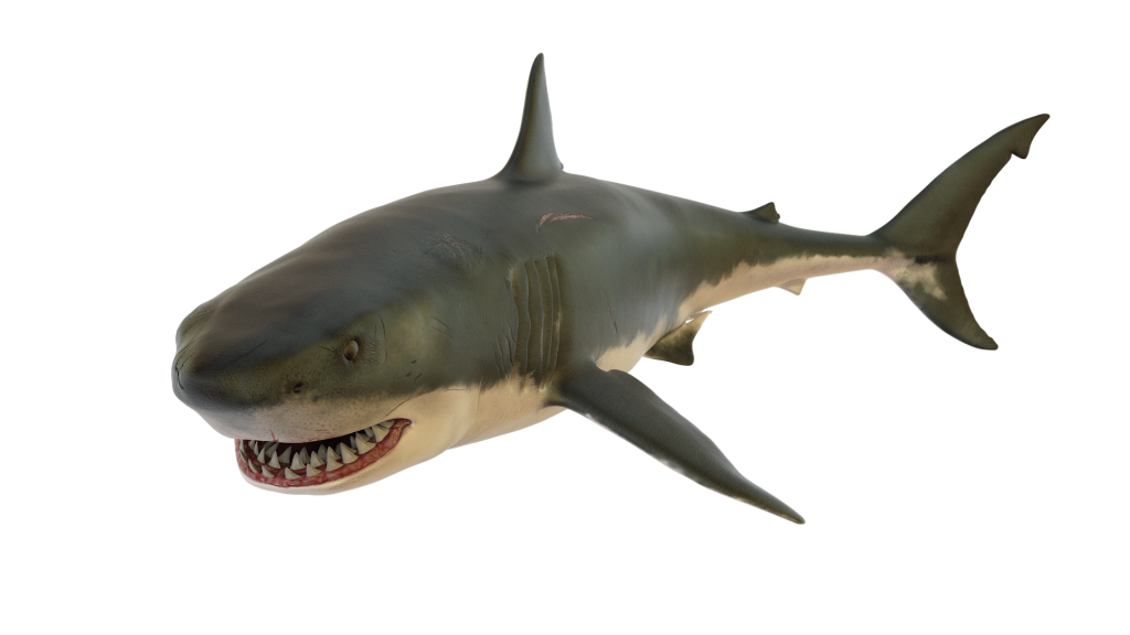 Aquatic Megalodon Shark Transparent PNG