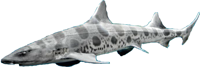 Aquatic Real Shark PNG Fichier