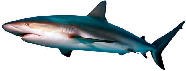 Aquático real tubarão PNG download grátis